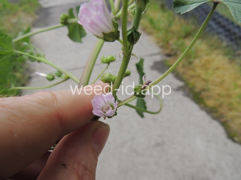 mallow, common